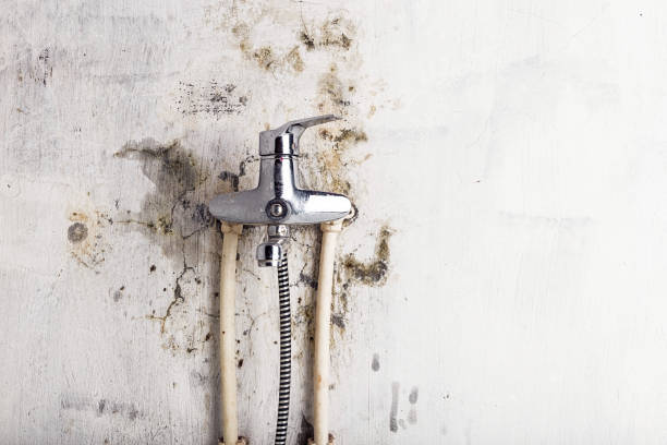 Best Emergency Mold Removal  in Clinton, SC