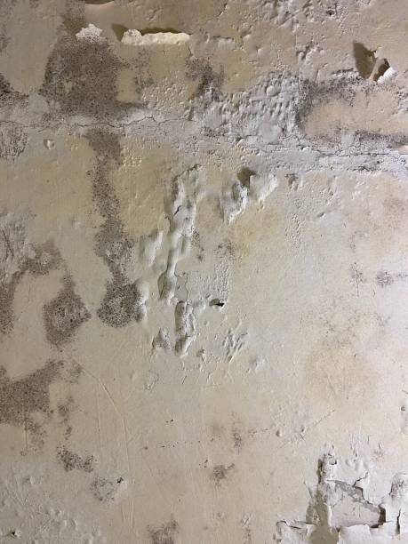 Best Commercial Mold Removal  in Clinton, SC
