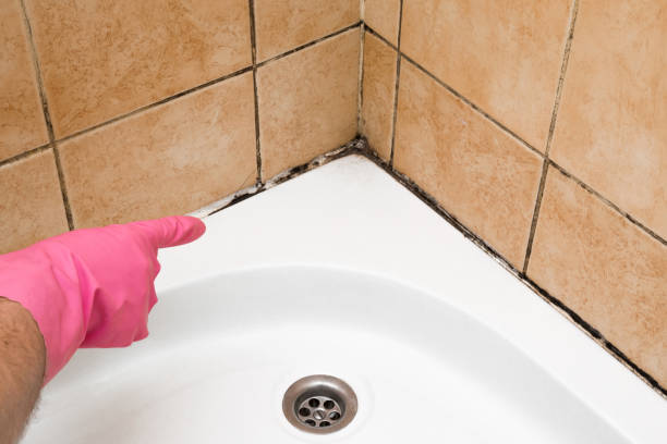 Certified Mold Removal in Clinton, SC